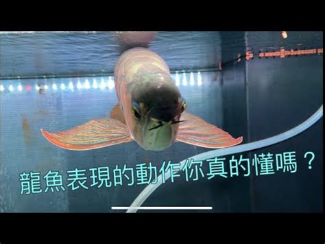 龍魚擋煞|【龍魚風水】龍魚風水大解析：驚人的擋災秘密！ – 鄧廣會師傅